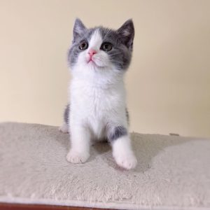 Blue and white kitten Baby