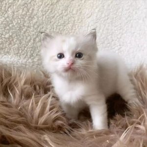 Ragdoll blue eyes kitten baby