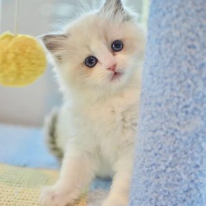 Ragdoll kitten baby