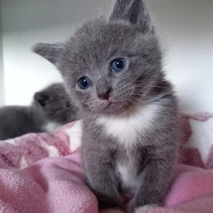 Bule and white kitten baby