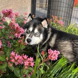 Malamute rehoming