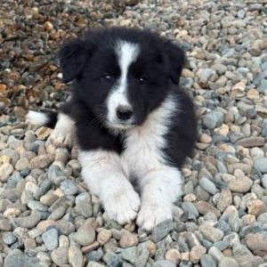 Puppies:Broder Collie/Great Pyrenees