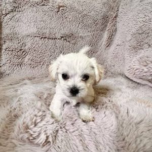 Rehoming Maltipoo Puppies