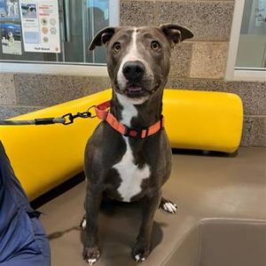 rehoming sweet female weimaraner/pittie (Elk Grove)