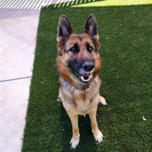 4yr German Shepherd female (Elk Grove)