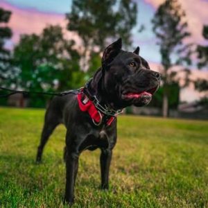 2 year old female Cane Corso (Sacramento)