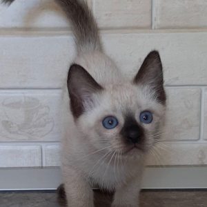 Siamese kitten