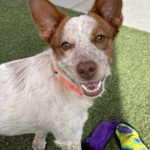 Australian Cattle Dog (Elk Grove)